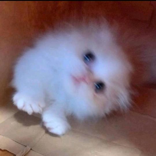干嘛去
