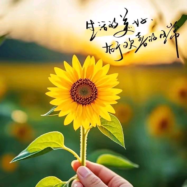 🌻浅浅🌻