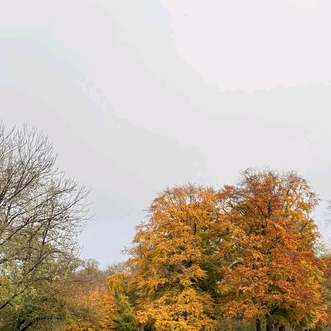 🌿((🌑⥎🌑))🌿