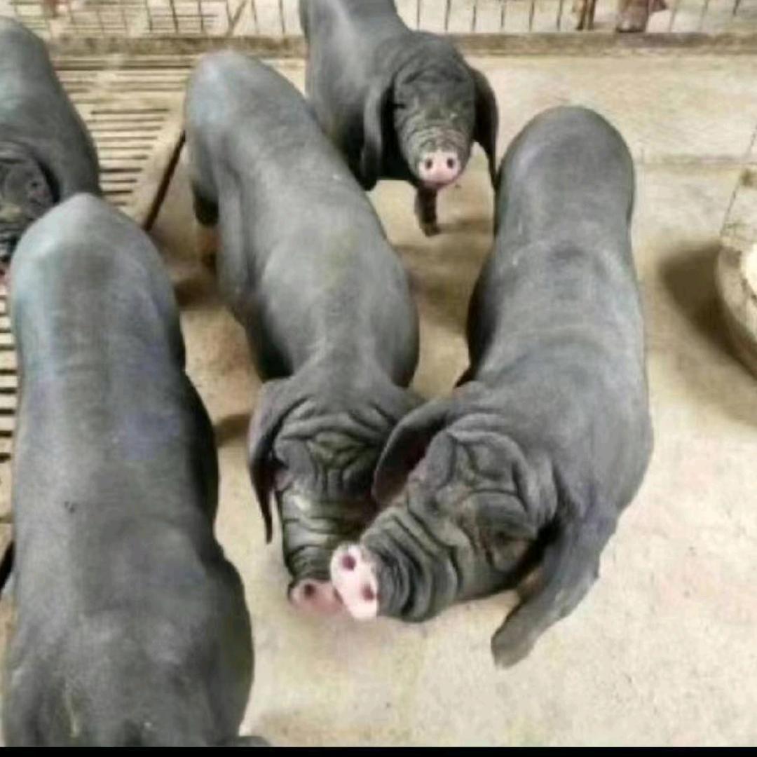 挚诚种猪繁殖基地