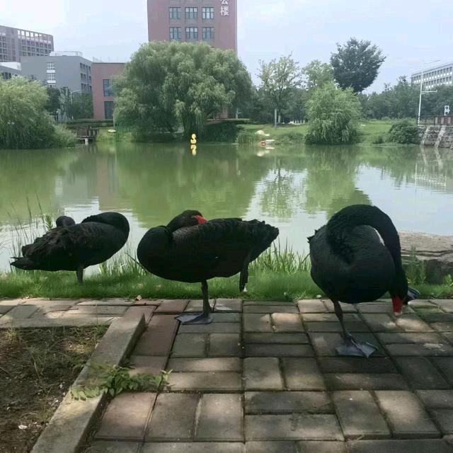 太极柏十三