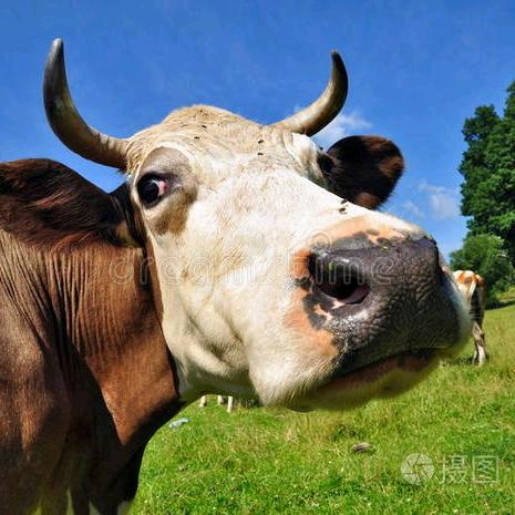 泉城小牛牛🐮