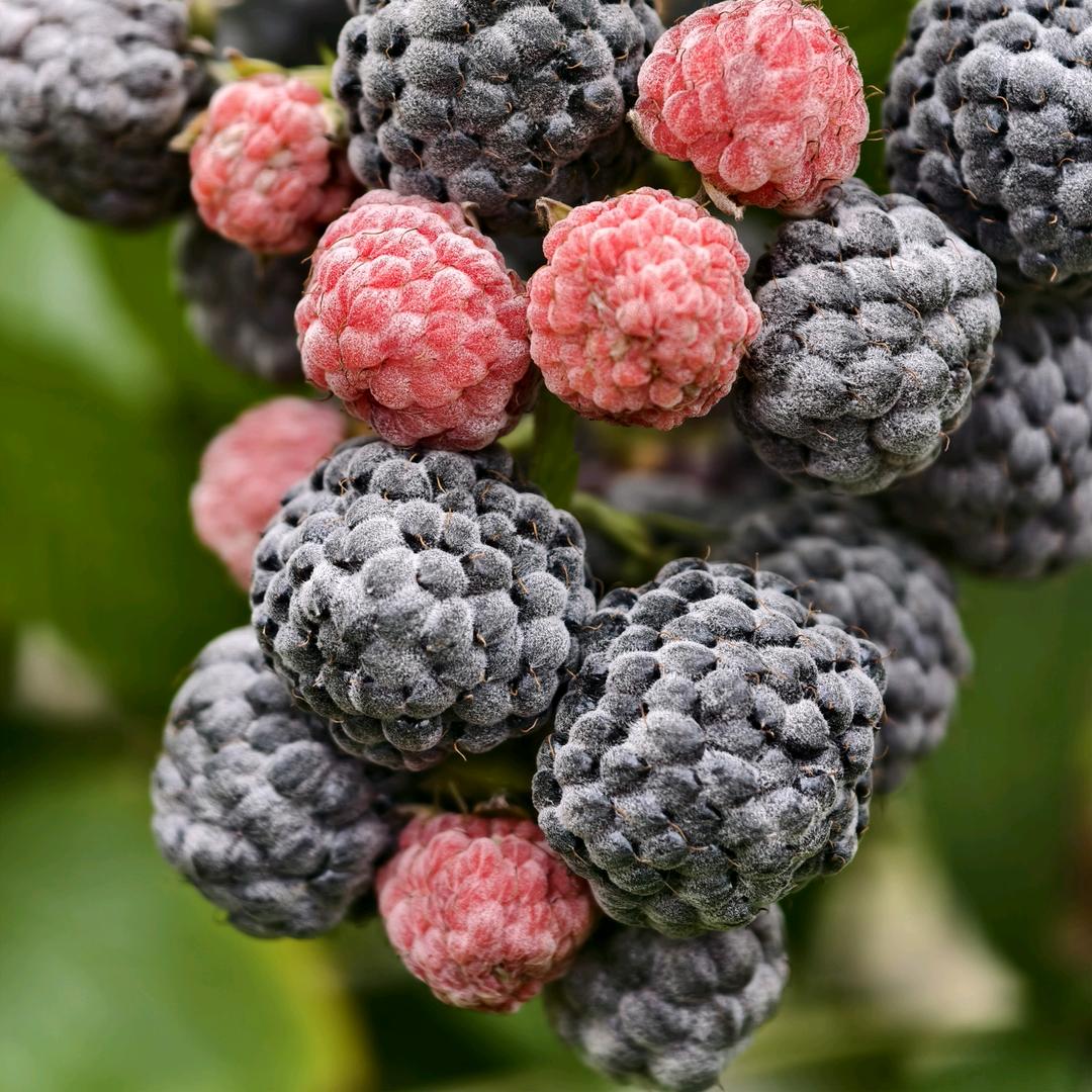 广西树莓采摘园@郭小旭