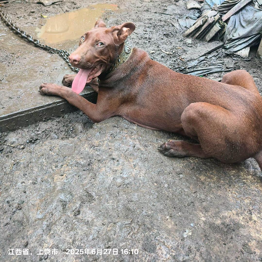 独行者