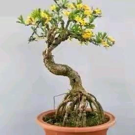 见你