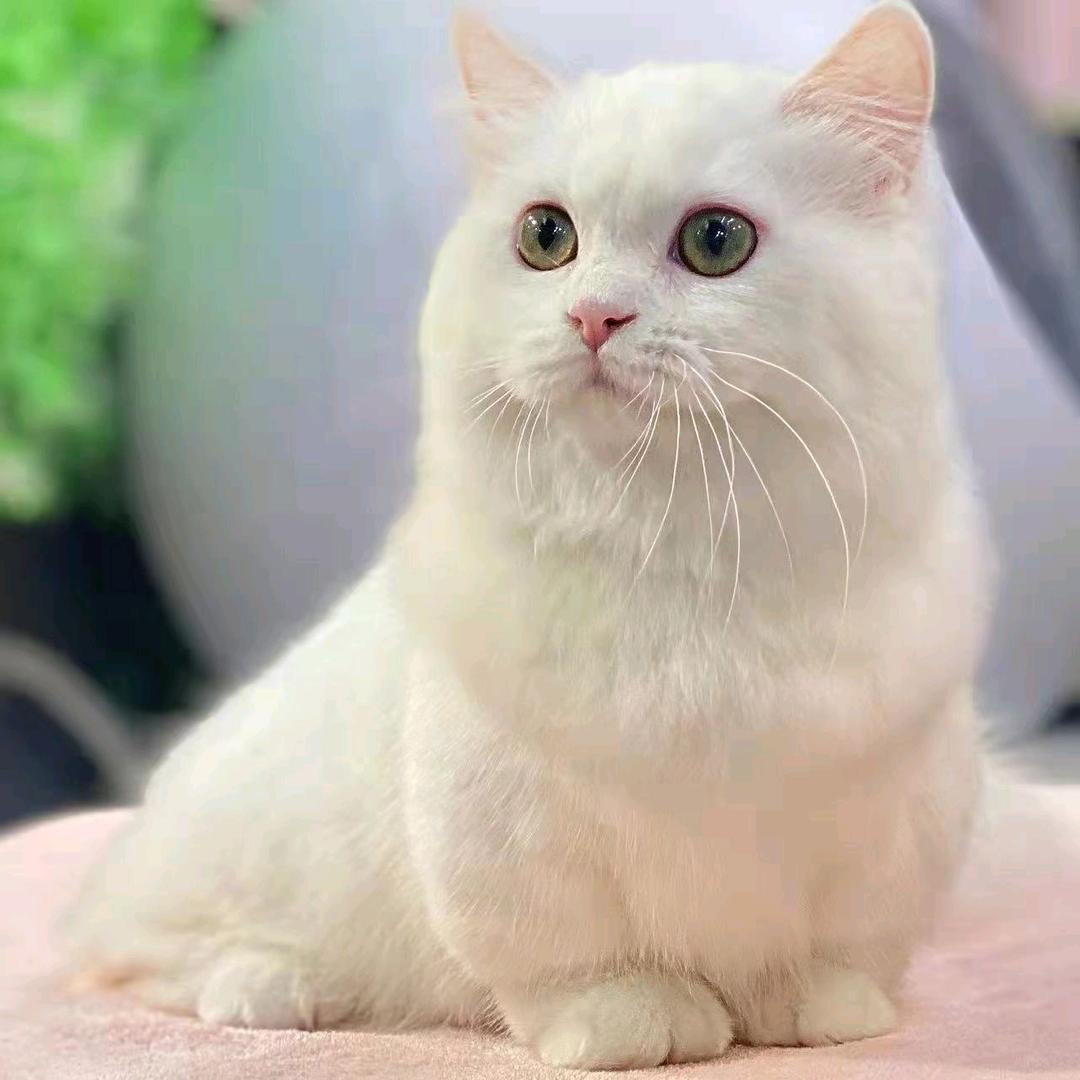 疯产大宝