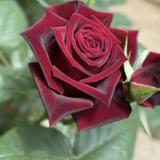 🌹思钱想厚🌹