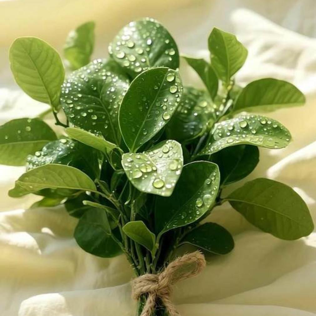 ♒️好奇的仙仙♒️