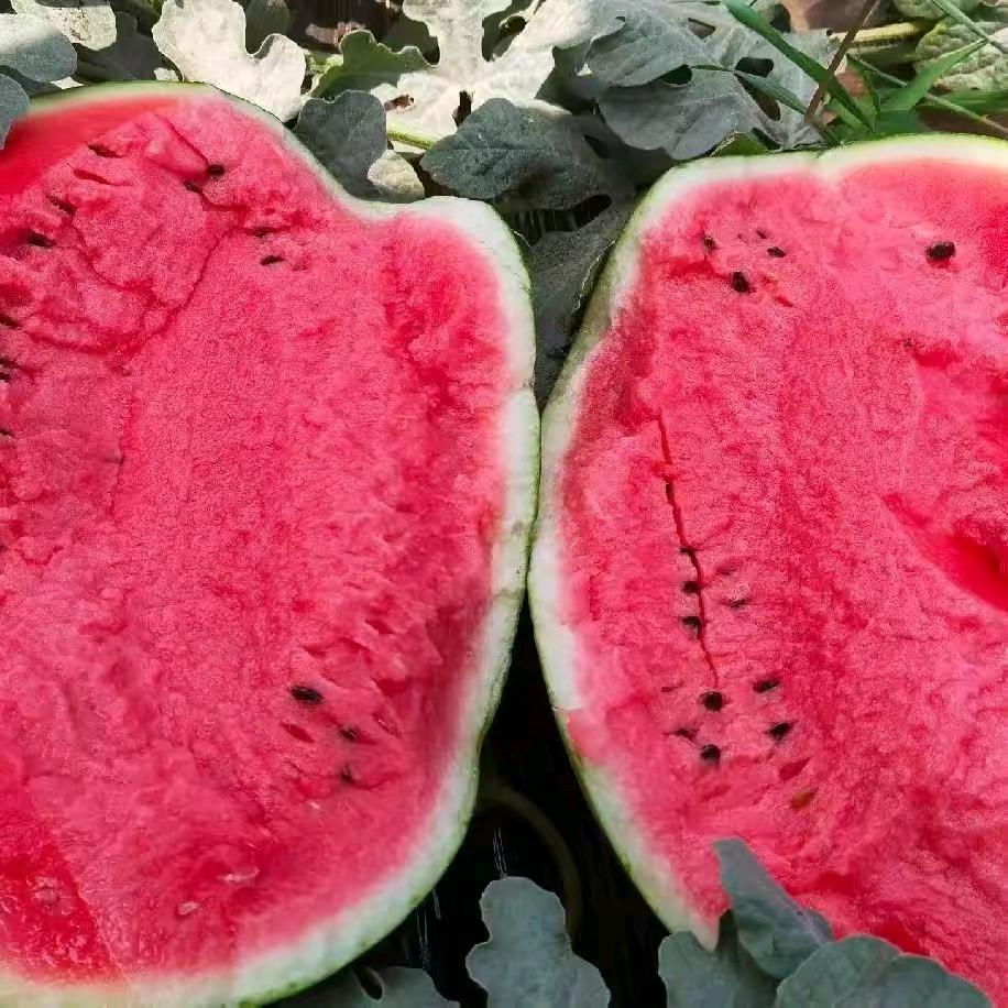 洛阳 龙哥水果批发零售