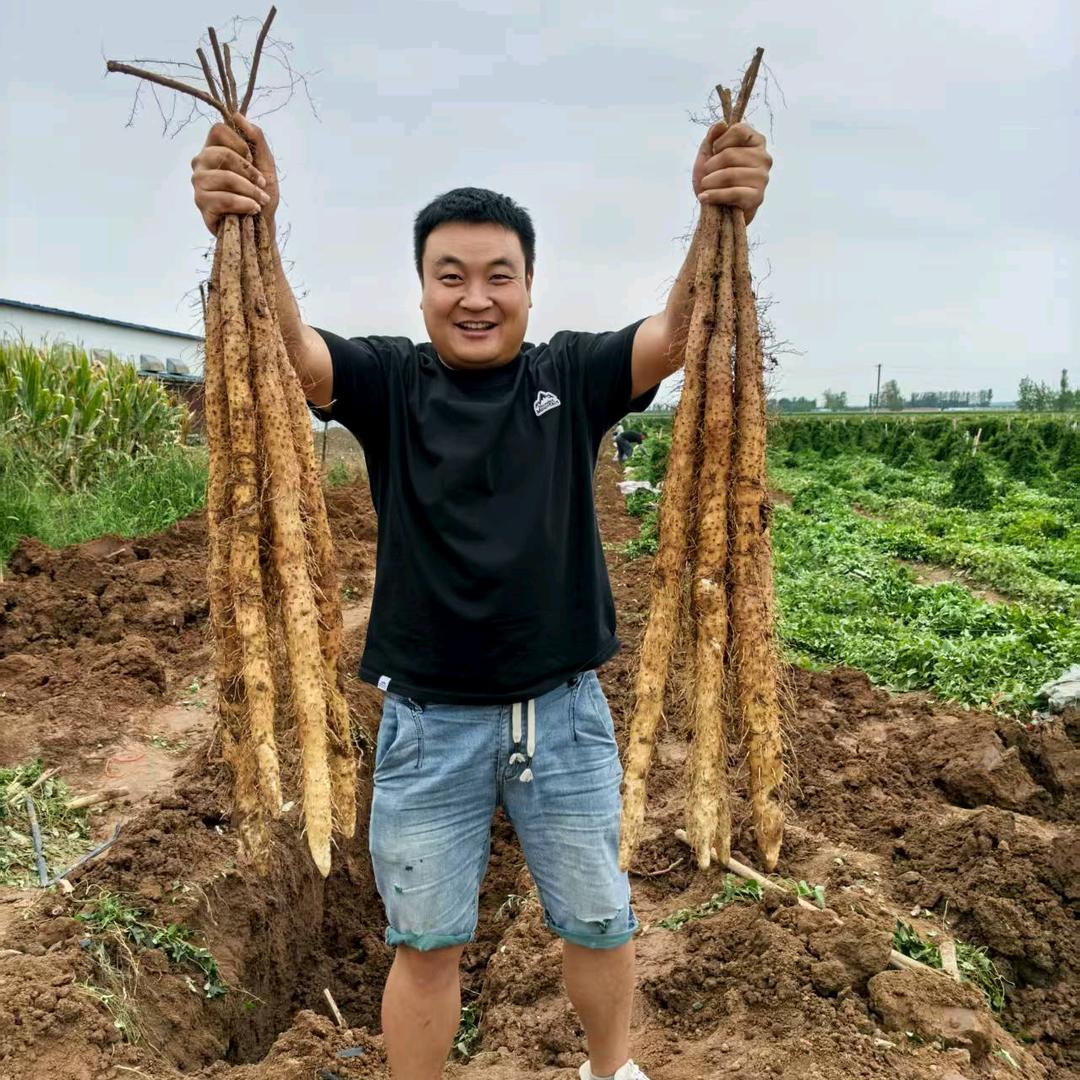 垆土西施果蔬旗舰店