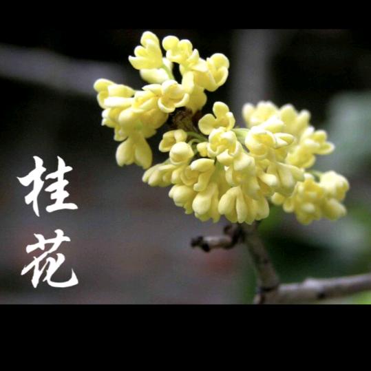 白云边