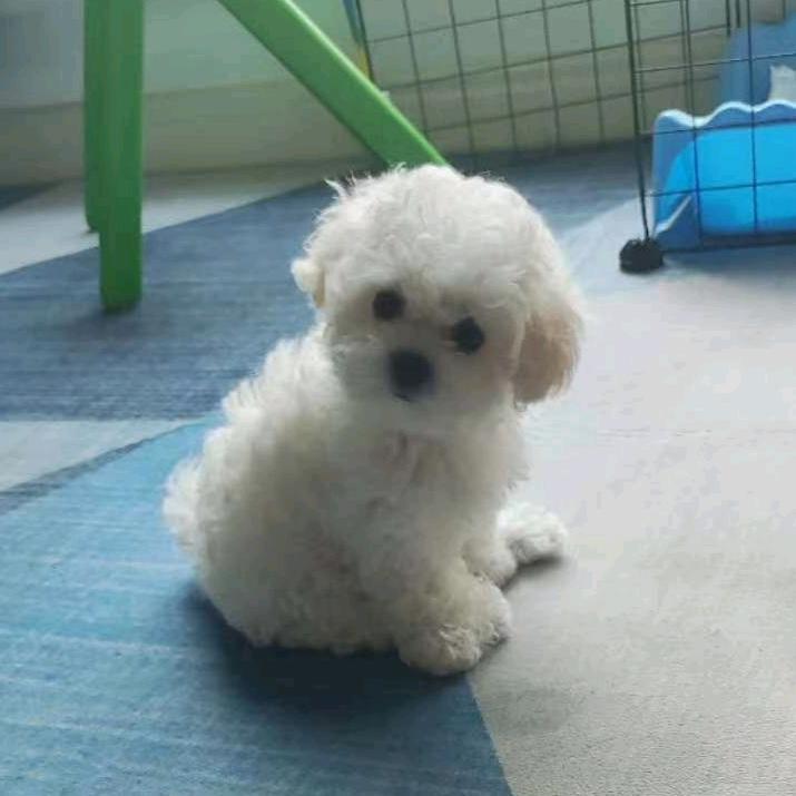 一顿造三碗