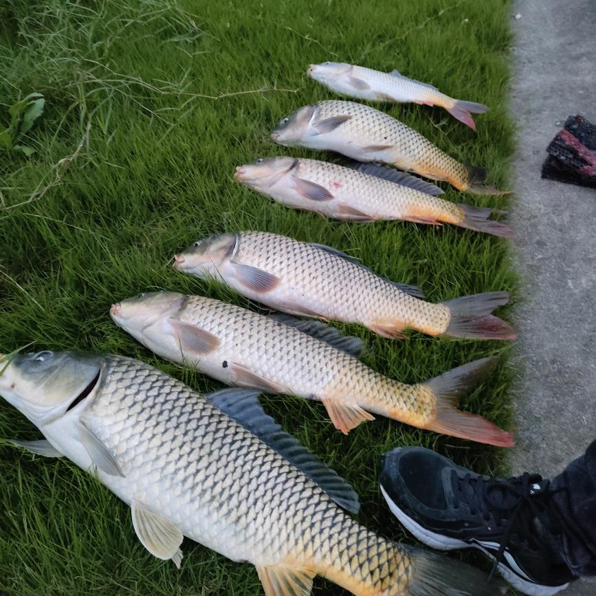 小汤～九亭闵行野钓🎣