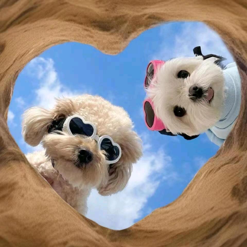 墩墩犬舍(直播号)