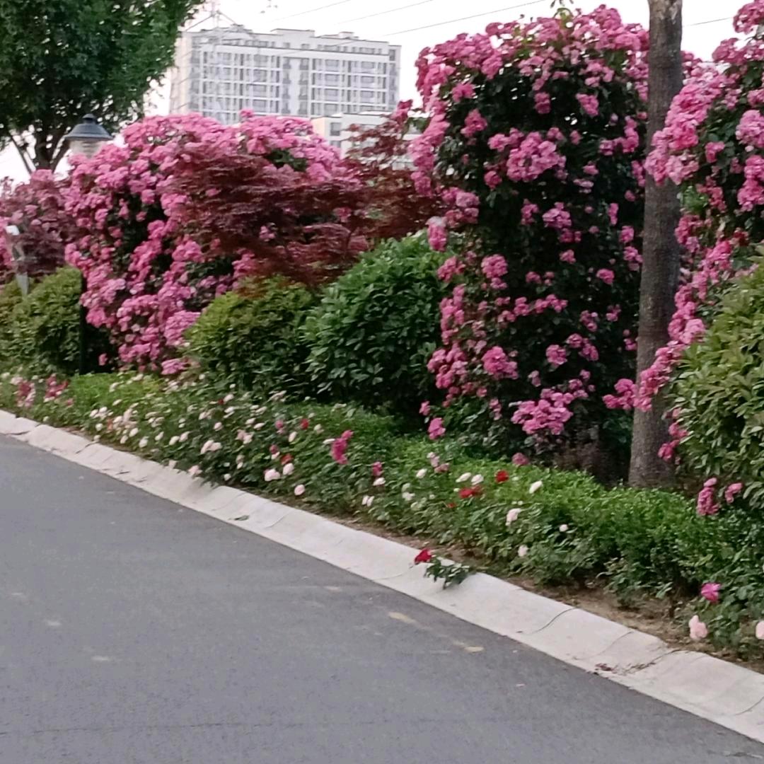 春暖花开