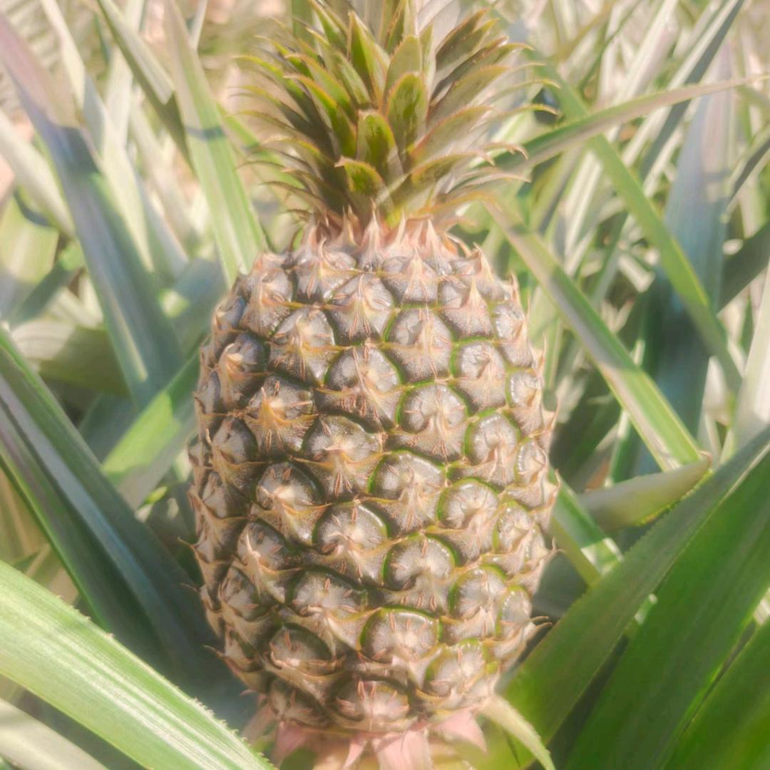 海南澄迈温林果业