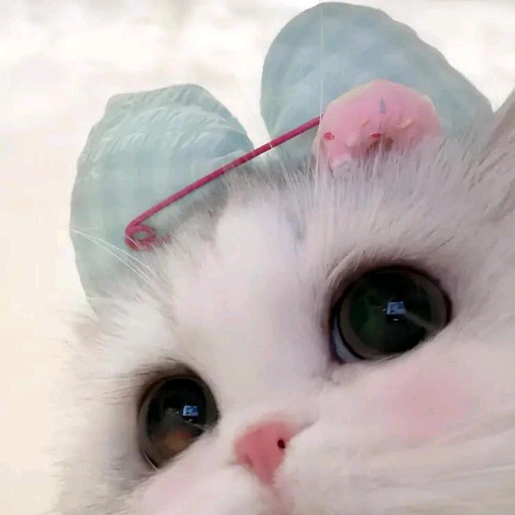 ᐡ•͈ ·̭ •͈ᐡ