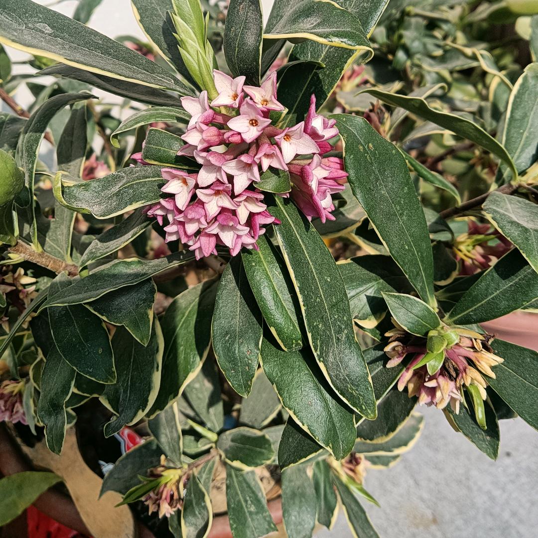 ꧁看淡一切꧂