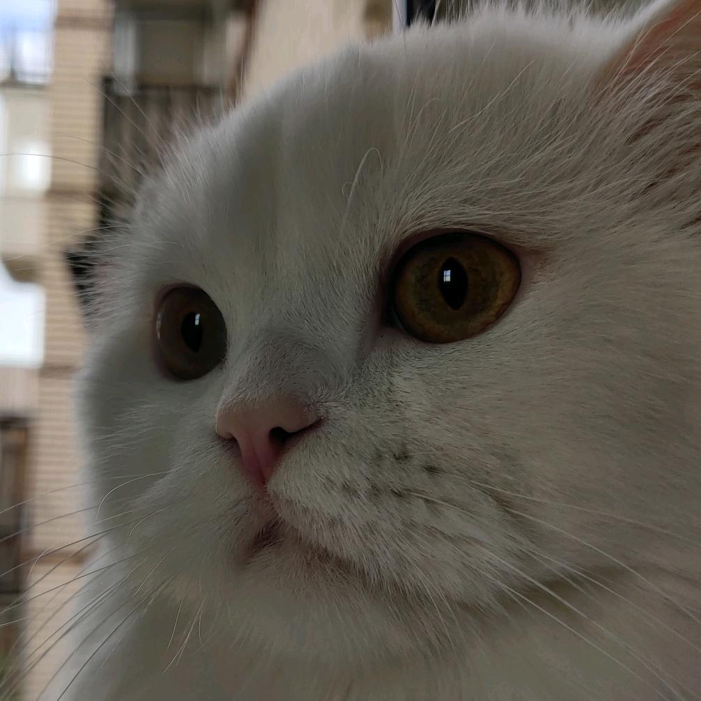 小李不能吃薯片