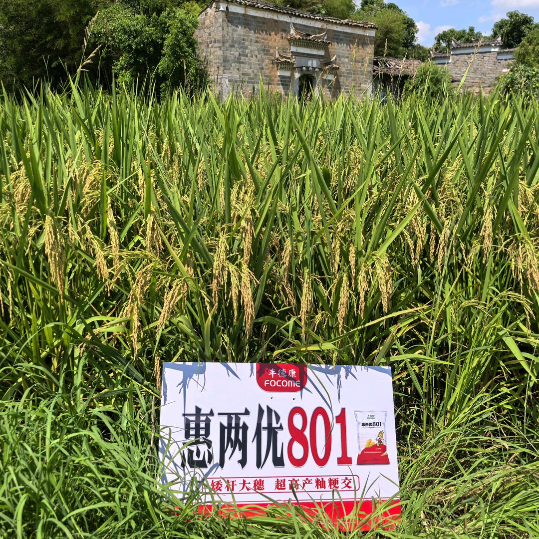 好水稻