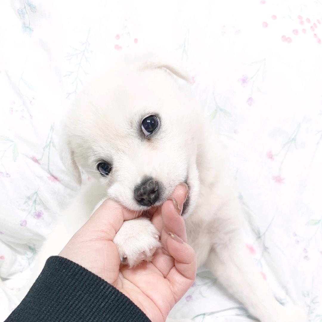 白♡花