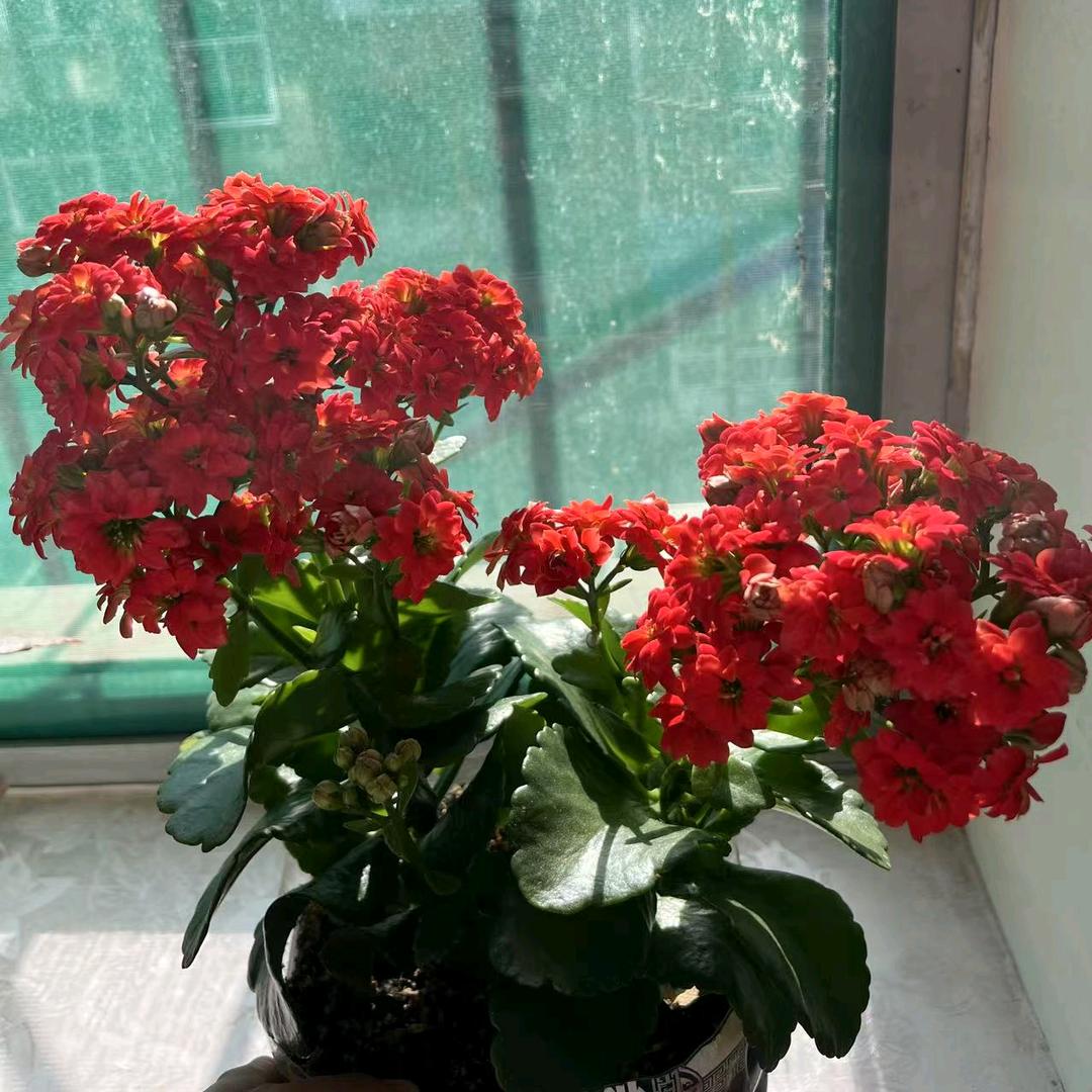 🌺梁小玲