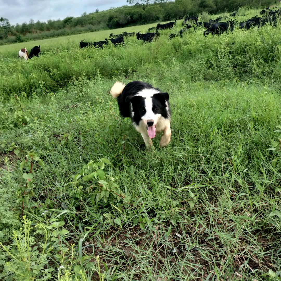 农村创业养羊大叔