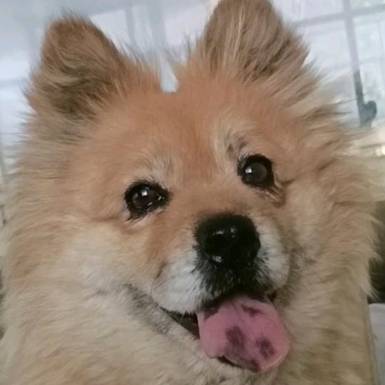 十岁的毛孩子