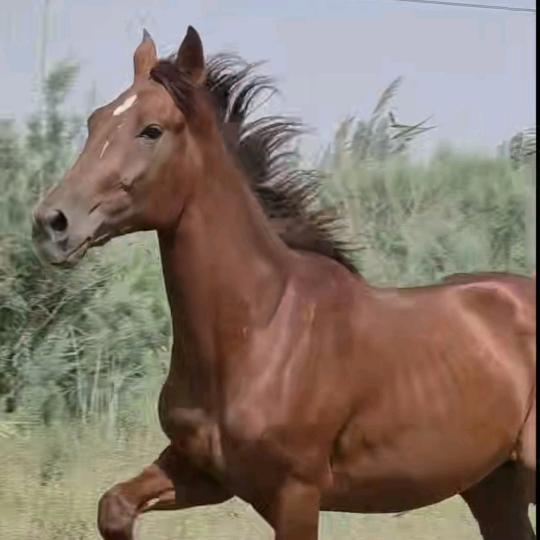 🐴阿布来提江🌹