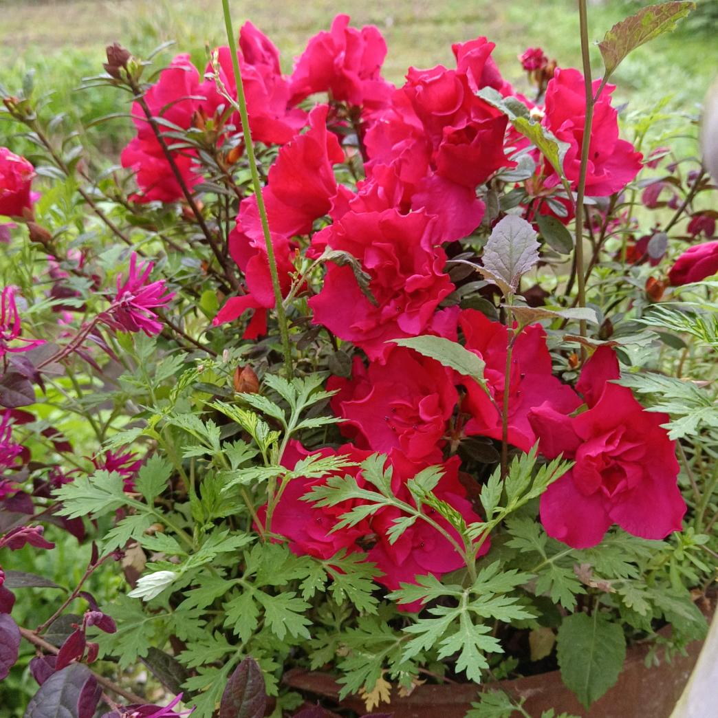 💞ℒᎭℯ⃝余生ᩚ安ᮨ໌້好࿐