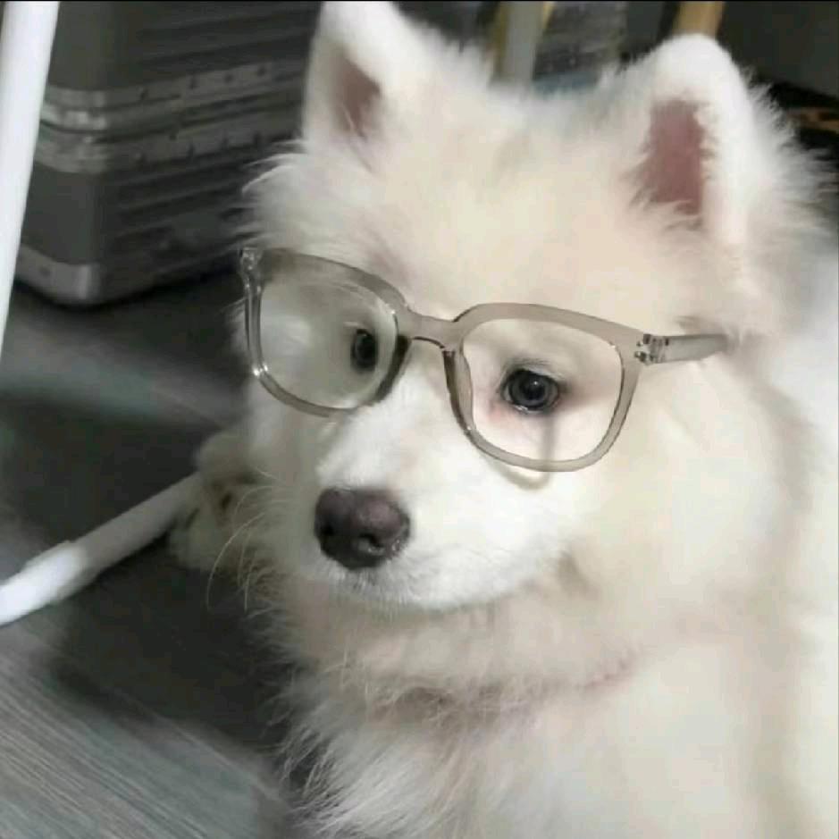 猪猪猪