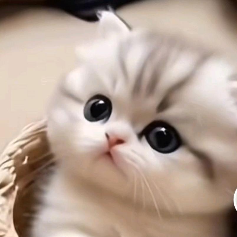 酒醉的小猫💞💞  523💞💞