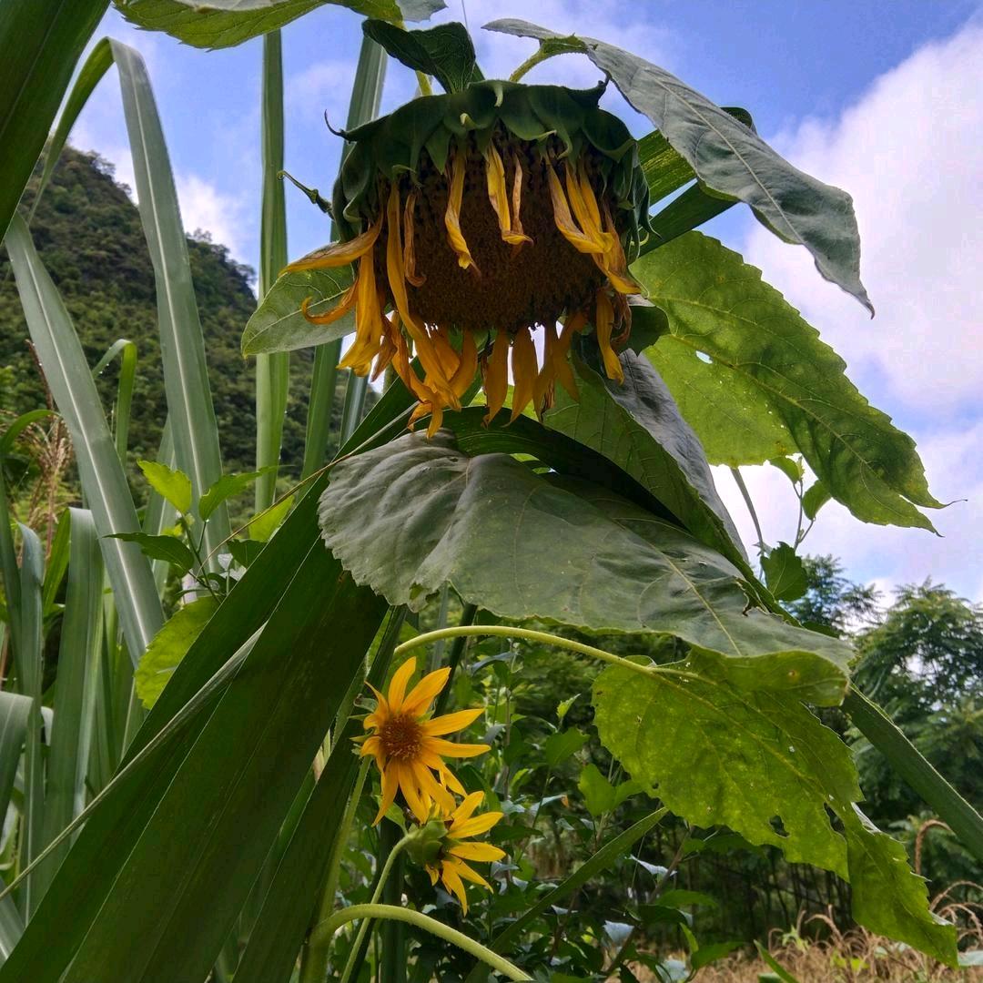 有你真好♥(｡￫v￩｡)♥