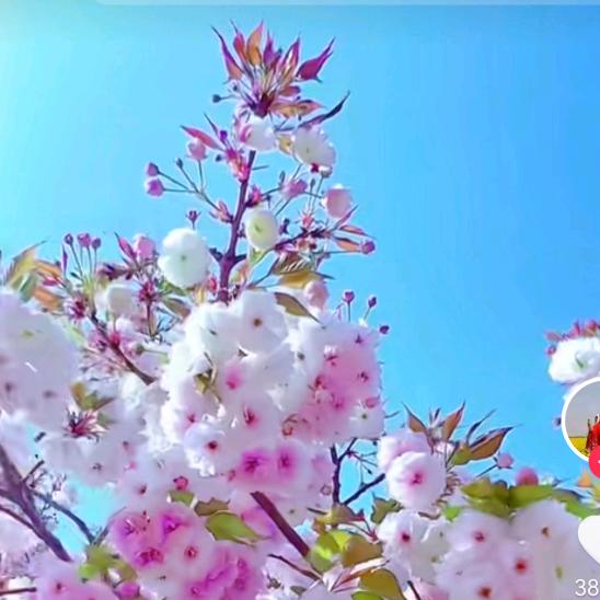 樱花