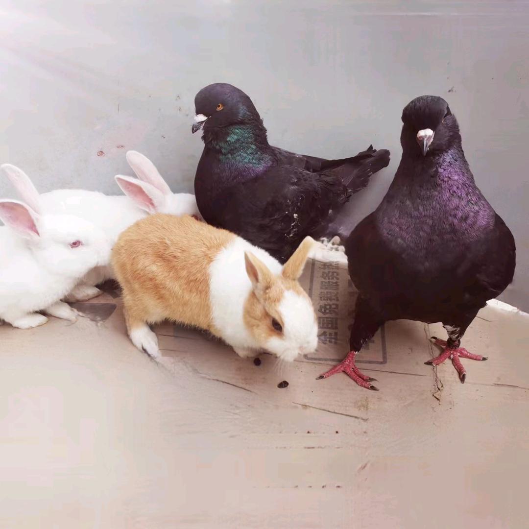 琴姐的养殖与生活