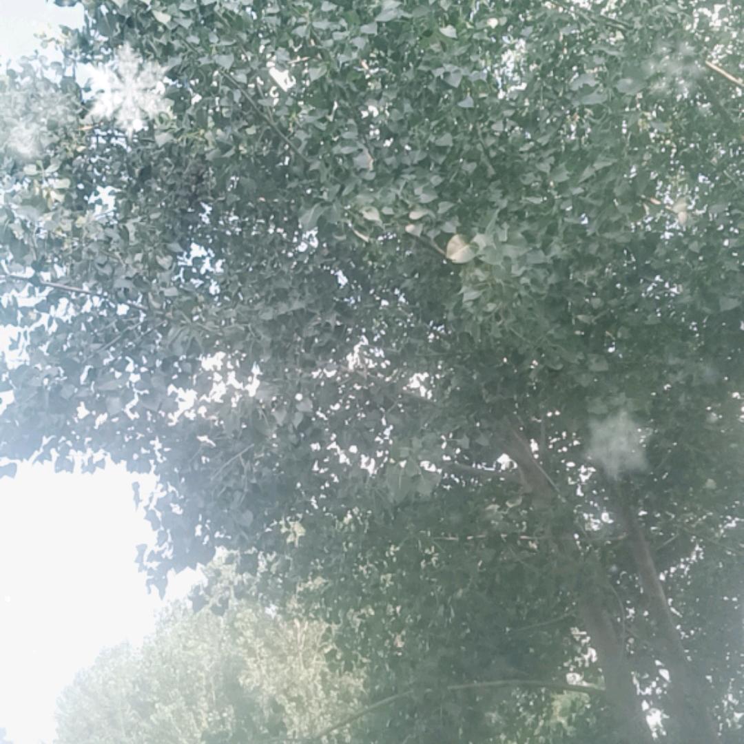 随风吹