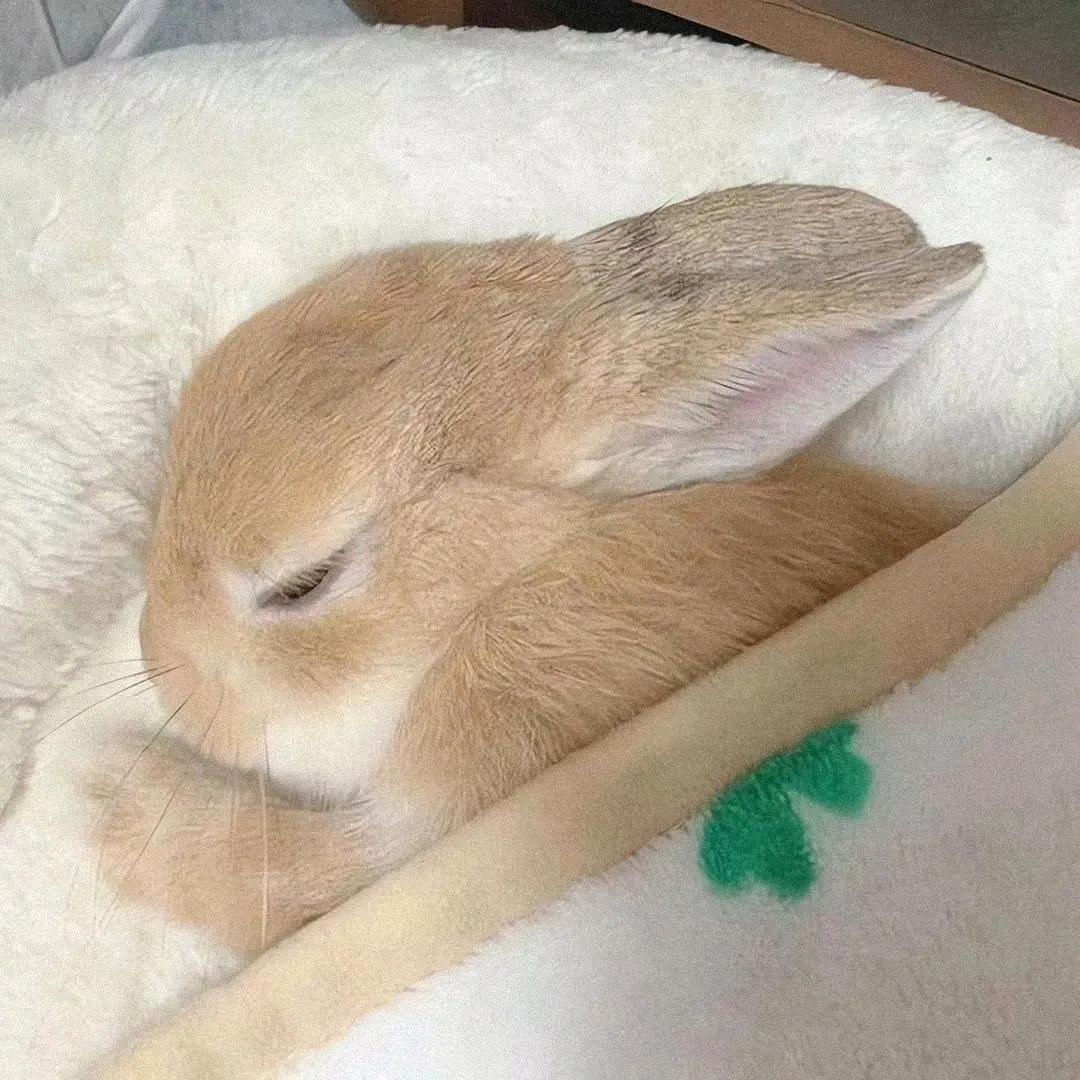 叽叽哇哇