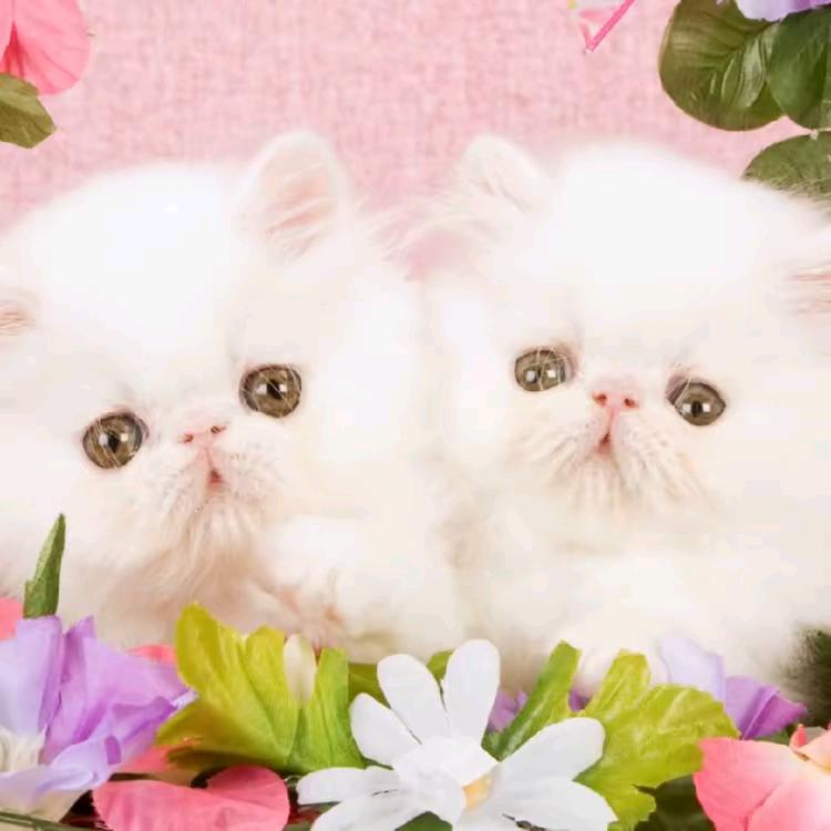 梁哥音响，，，，