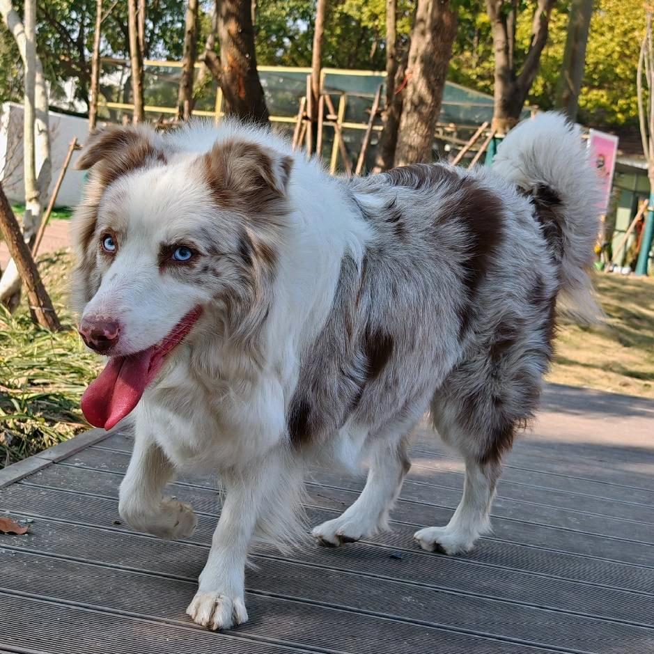 萌墩墩