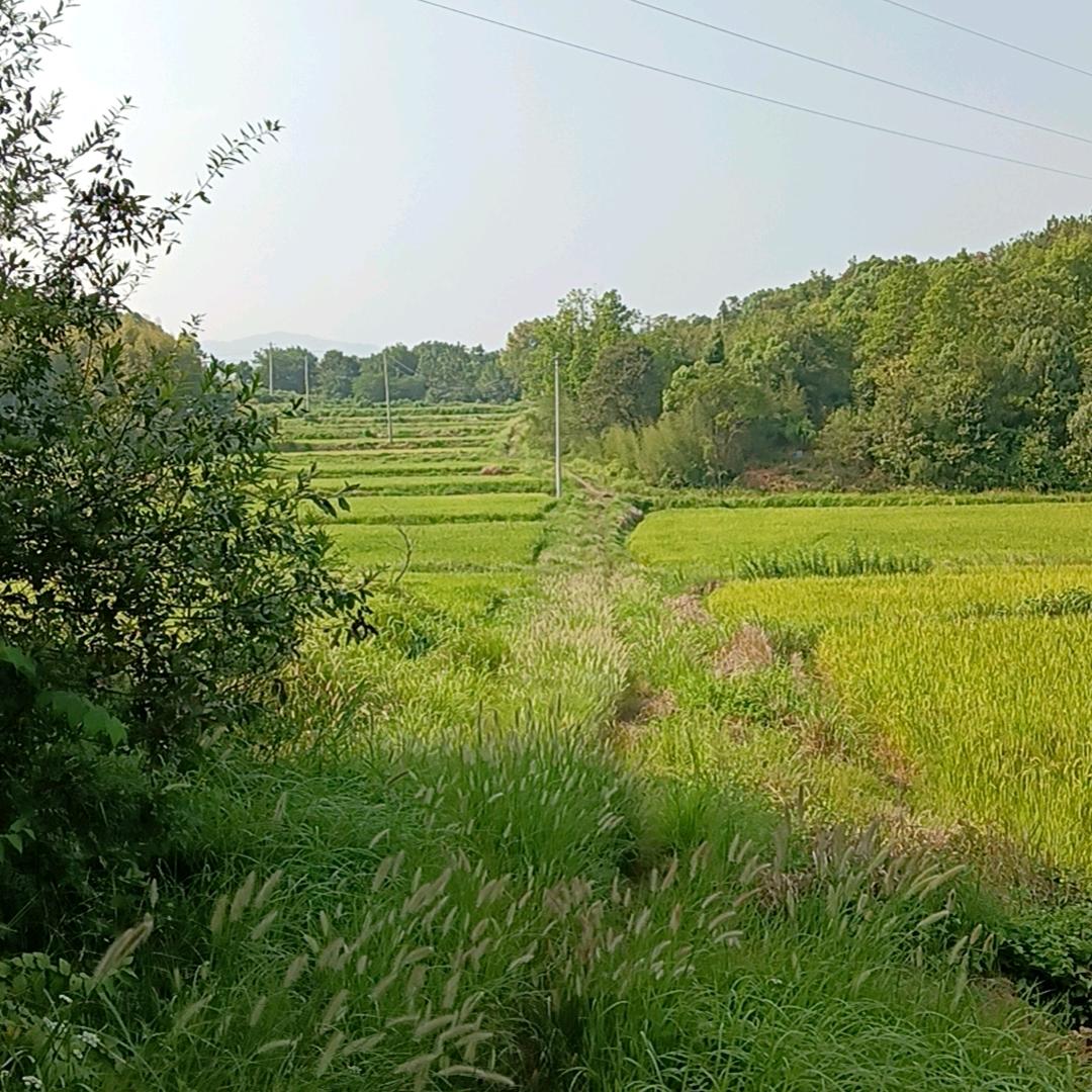 城西农业