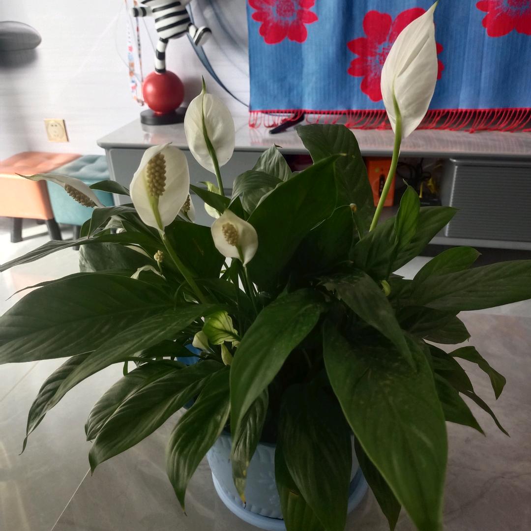 永远最棒