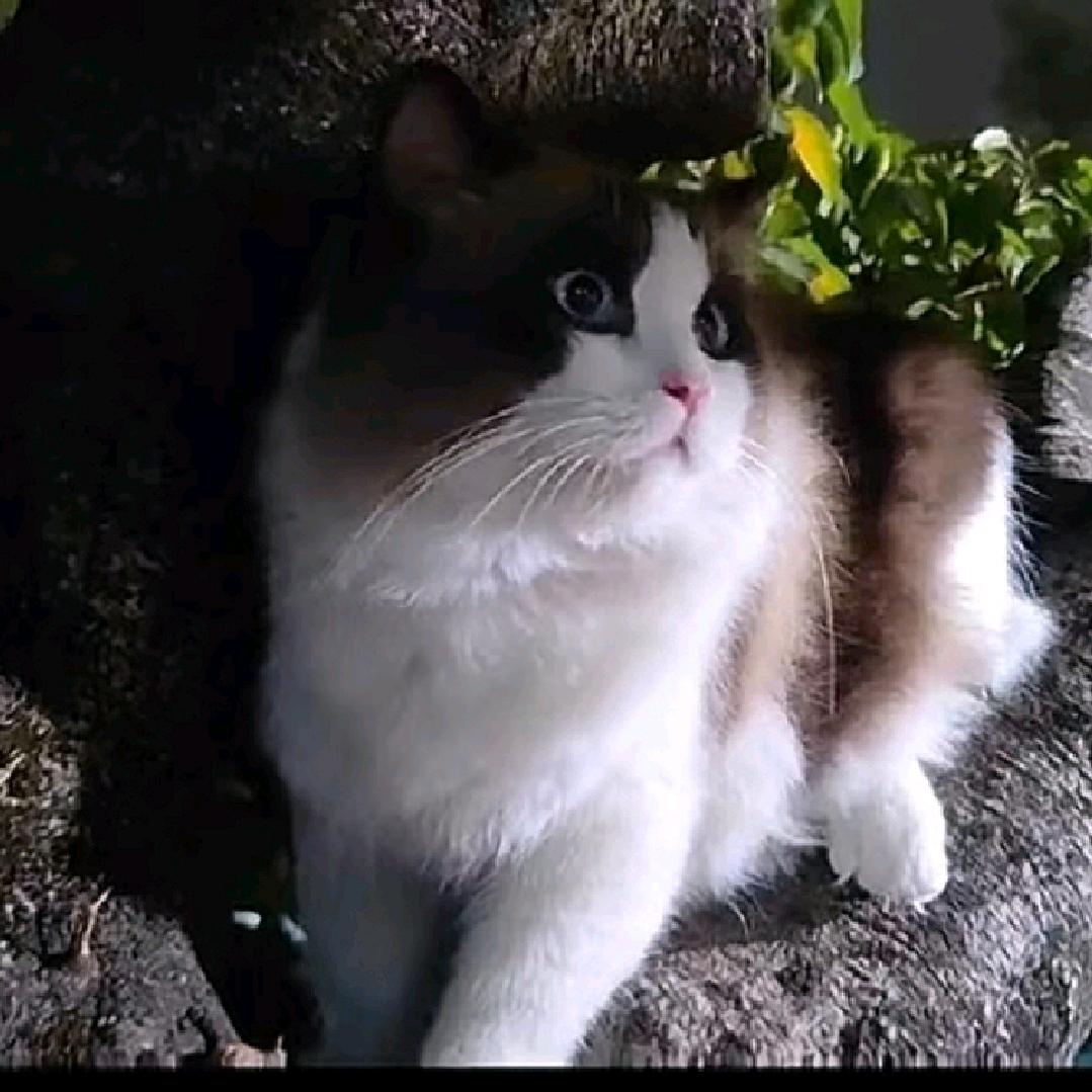 绣秀.