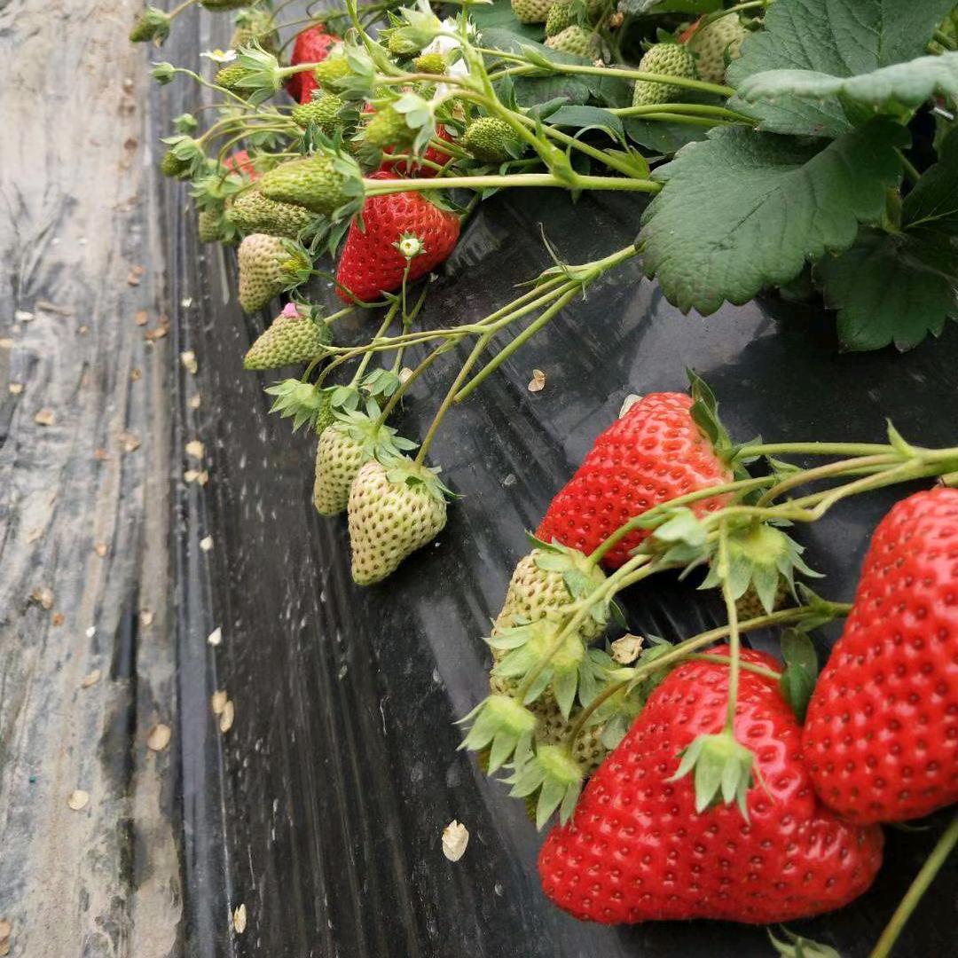 AAAAA马鞍镇草莓园