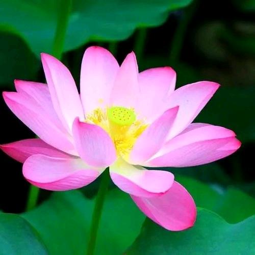 花开富贵－