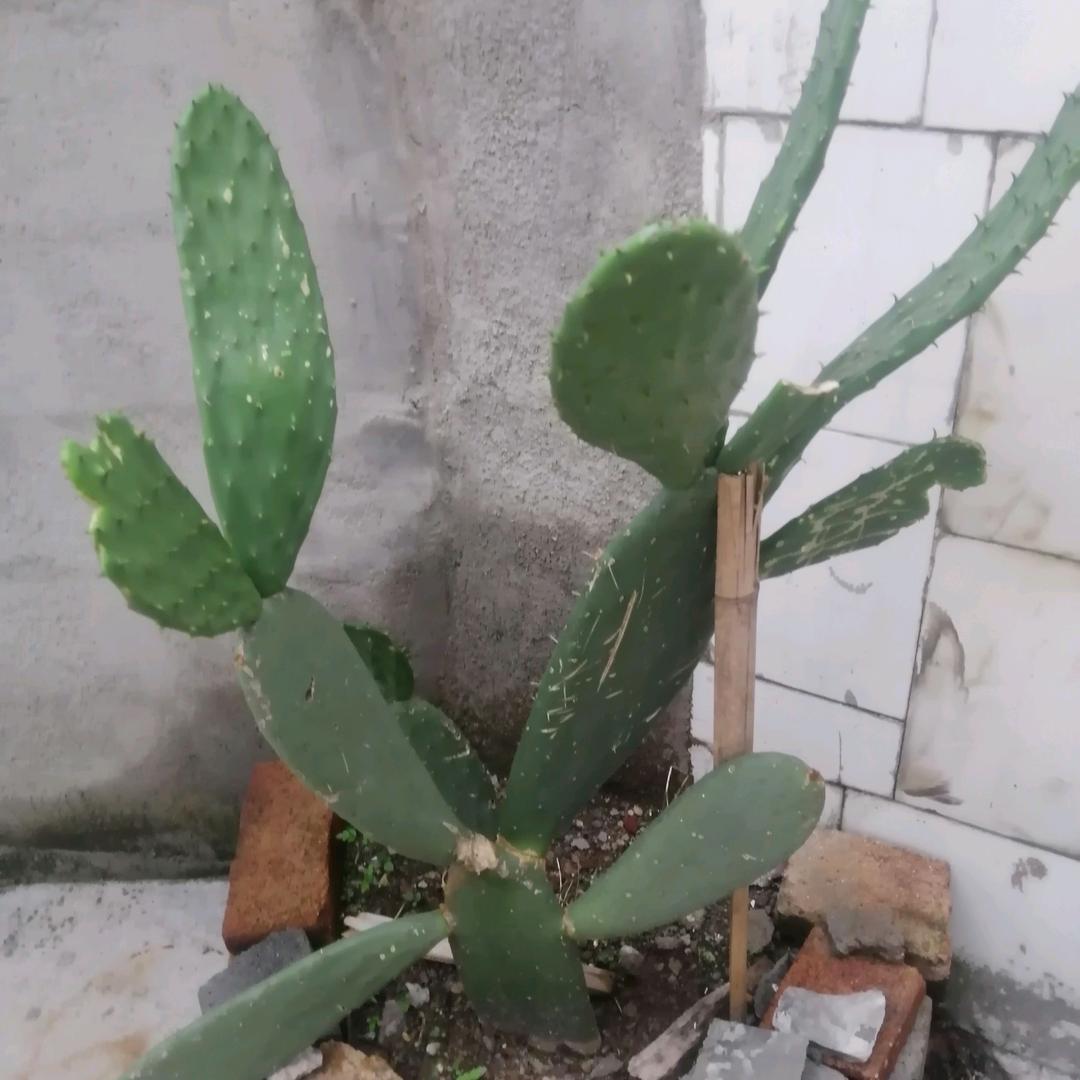 人这一辈子太难了