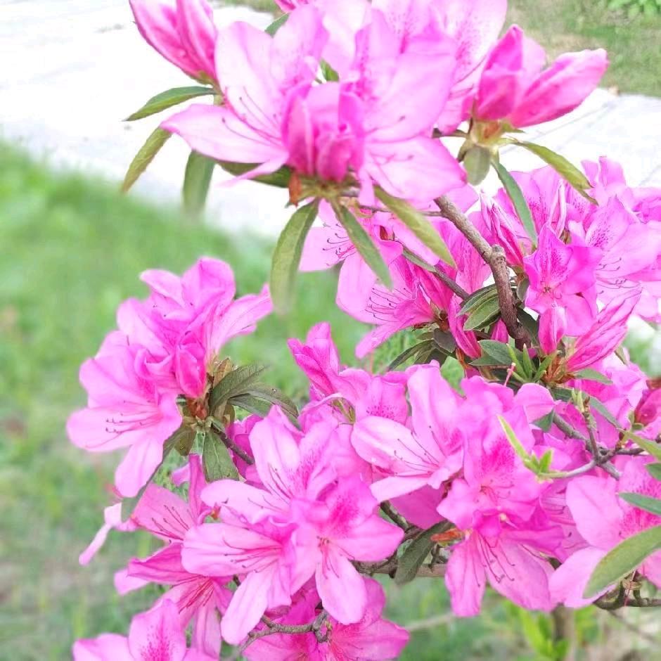 酒醉为红颜🌹🌹🌹