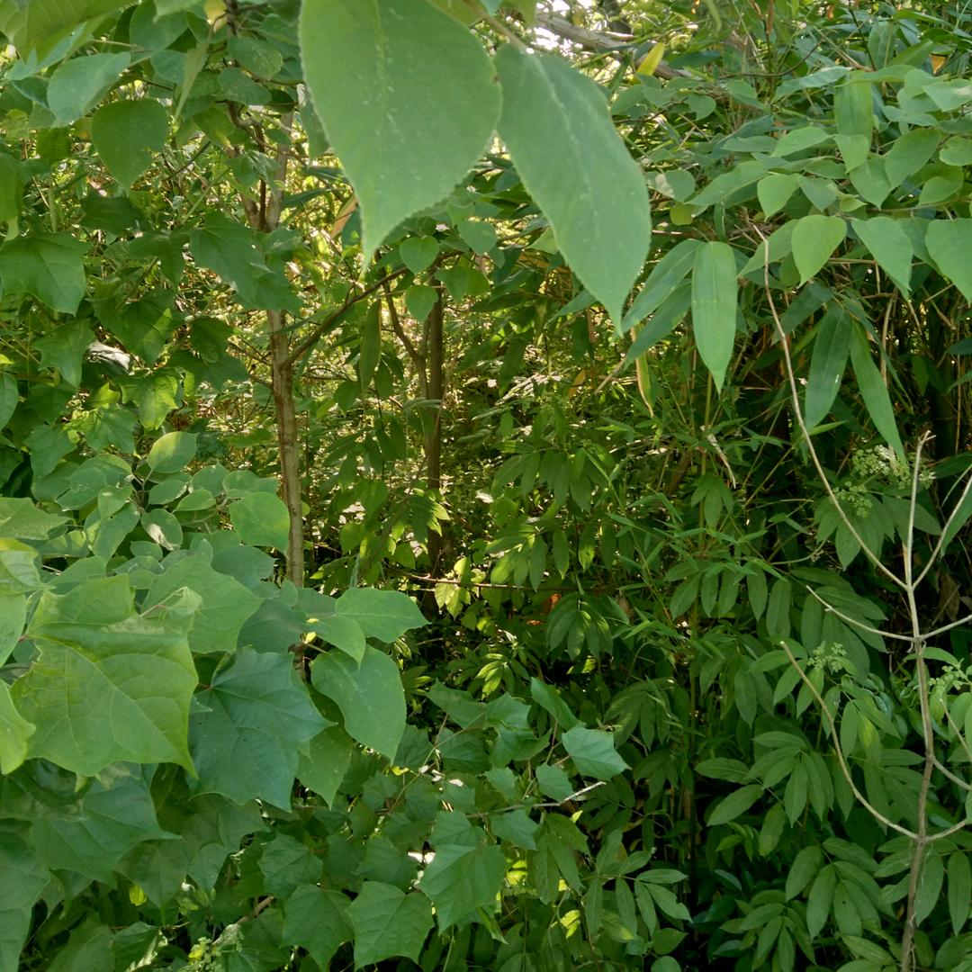 活木头