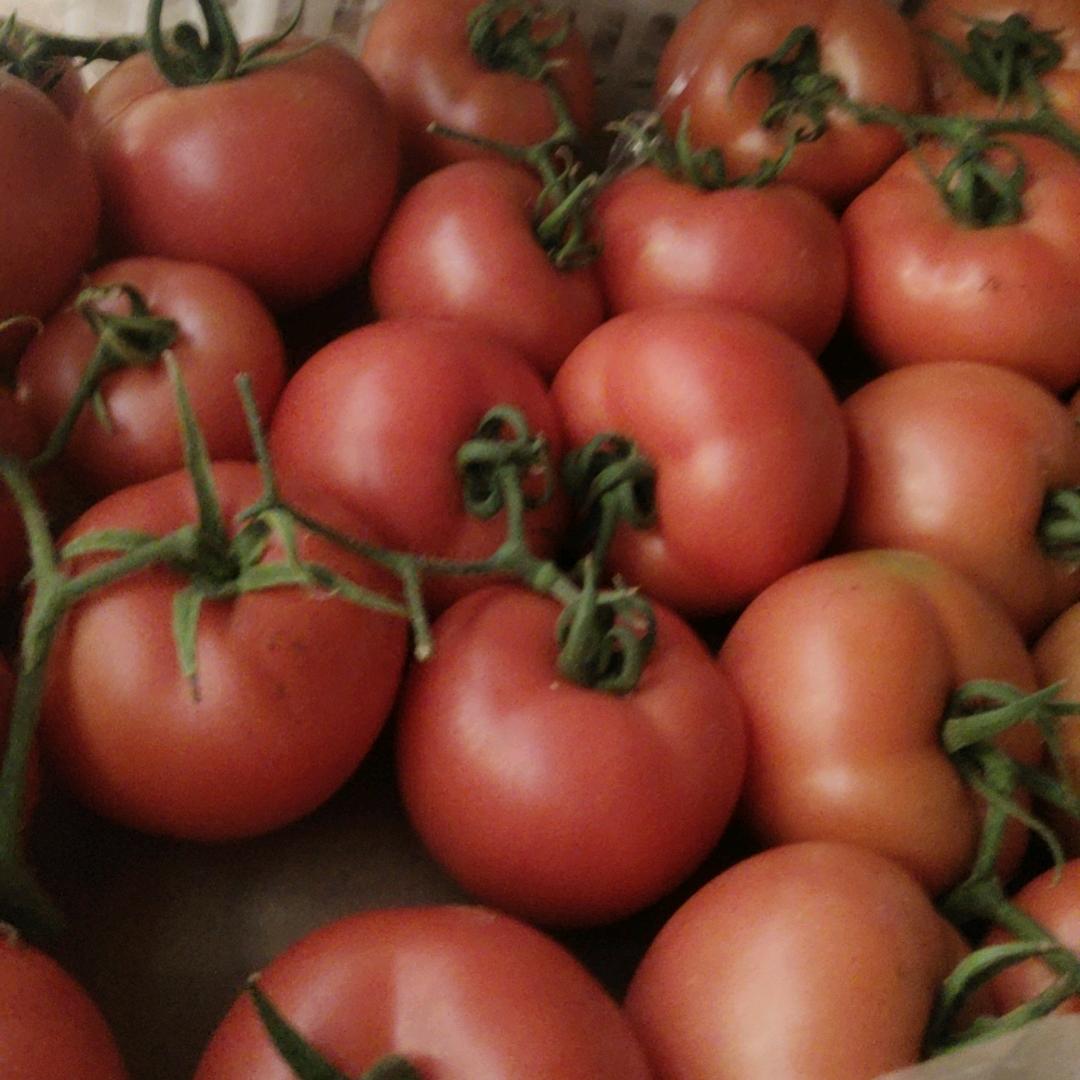 西红柿西葫一手货源