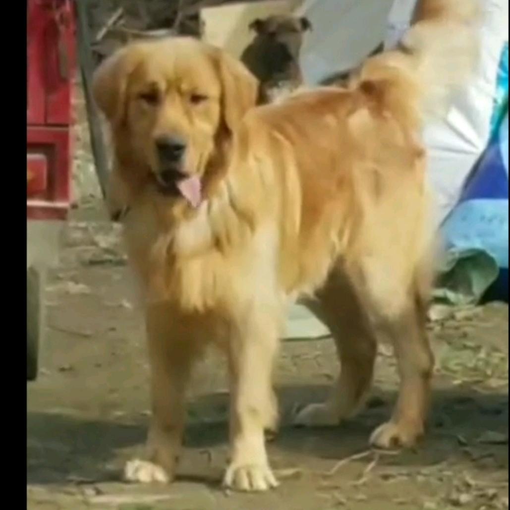 萌宠犬舍 翟一高