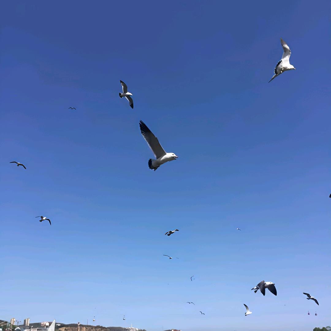 大白
